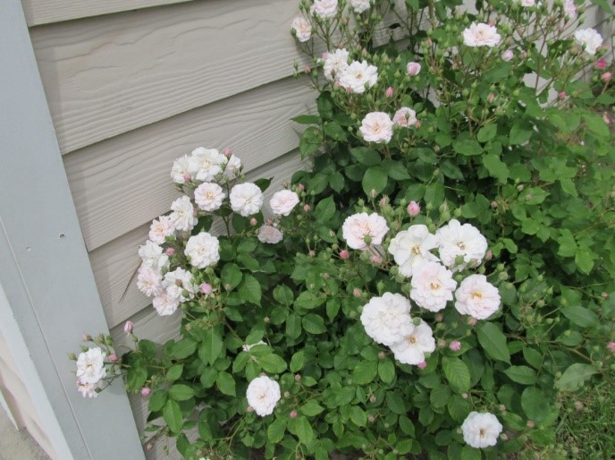 Noisette Rose Plant